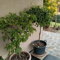 Due Mandarini Kumquat in vaso 