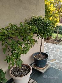 Due Mandarini Kumquat in vaso 