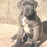 Cucciolo di cane corso