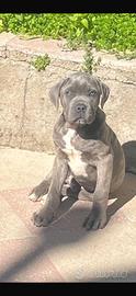 Cucciolo di cane corso