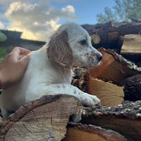 Cucciole Setter Inglese