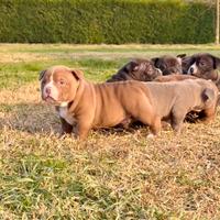 American Bully