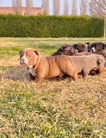 American Bully