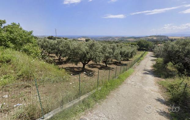 Cz, Santa Domenica, terreno agricolo ulivetato