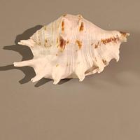 CONCHIGLIA LAMBIS NATURALE BIANCA