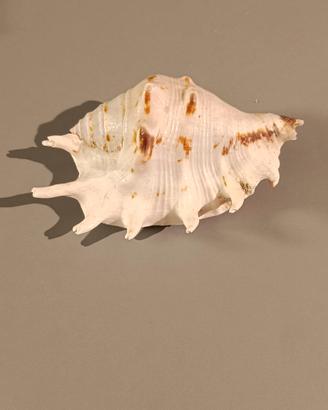 CONCHIGLIA LAMBIS NATURALE BIANCA