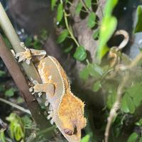 Geco Correlophus ciliatus