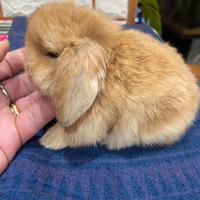 Coniglio minilop fulvo