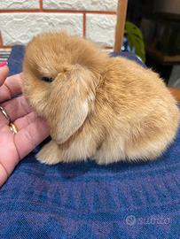 Coniglio minilop fulvo