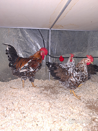 Millefiori di lonigo