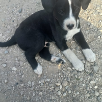 Cuccioli barboncini incrociati con bastardino