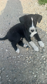 Cuccioli barboncini incrociati con bastardino