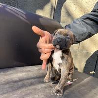 Cucciola pitbull UKC terrier