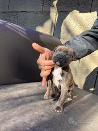 Cucciola pitbull UKC terrier