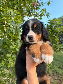 Bovaro del bernese