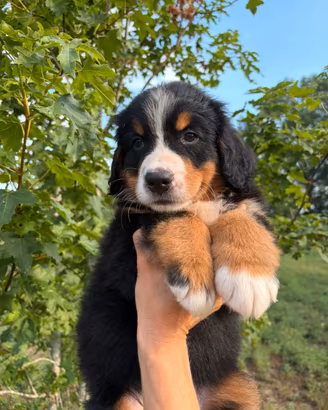 Bovaro del bernese