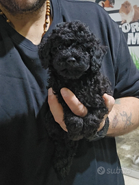 Mini toy total black