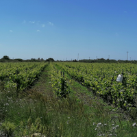 Vigneto / Uliveto