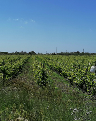 Vigneto / Uliveto