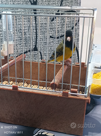 Lucherino testa nera