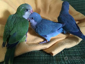 Pappagalli Parrocchetto Monaco