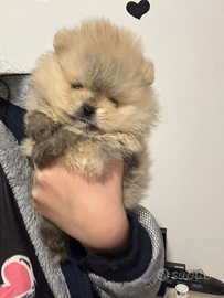 Spitz Di Pomerania Mini Mini