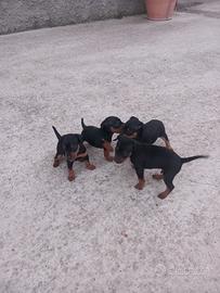 Pinscher originali 3396814173