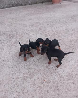 Pinscher originali 3396814173