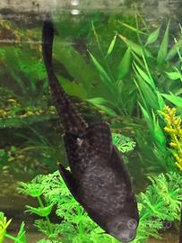 Hypostomus plecostomus 14 cm pulitori da vetro xl
