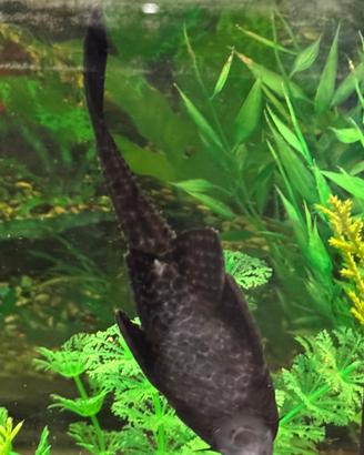 Hypostomus plecostomus 14 cm pulitori da vetro xl