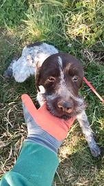 Lagotto x Bracco Regalasi