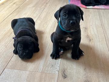 Cuccioli di Cane Corso