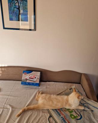 Gioco di intelligenza per gatti