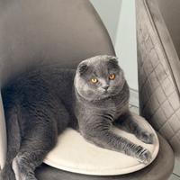 Scottish fold per monta