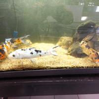 ACQUARIO 400 LITRI COMPLETO + CARPE 