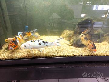 ACQUARIO 400 LITRI COMPLETO + CARPE 