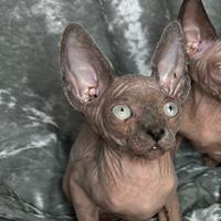 Sphynx Canadian tutti femmine