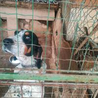 Cagnolina femmina