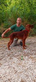 Maschio setter