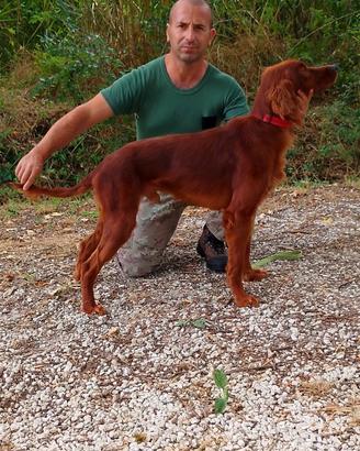 Maschio setter