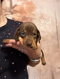 Femmine bassotto tedesco