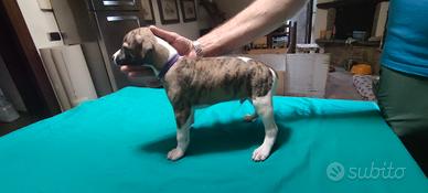Cuccioli levriero inglese whippet 