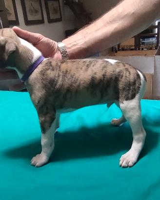 Cuccioli levriero inglese whippet 