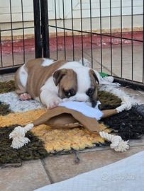 Bulldog inglese