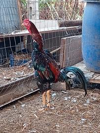 Gallo shamo