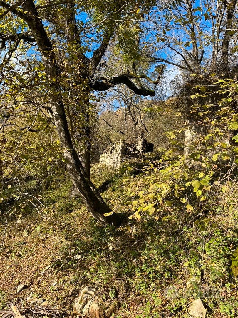 Terreno con bosco e case - Vista 5