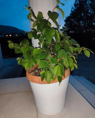 pre bonsai CARPINO 
