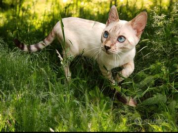 Gatto Bengala maschio Snow Lynx