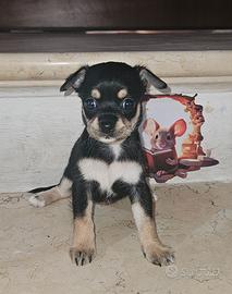Chihuahua pedigree Enci femmine