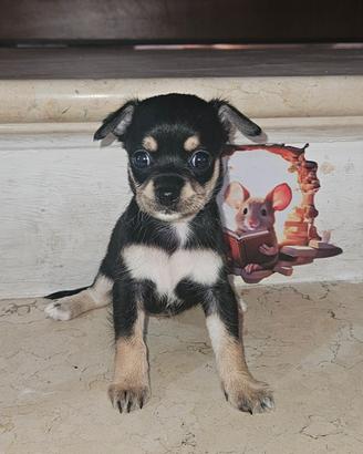 Chihuahua pedigree Enci femmine